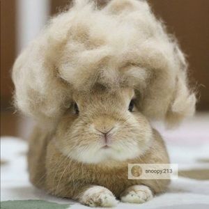 Meet your Posher, Deborah